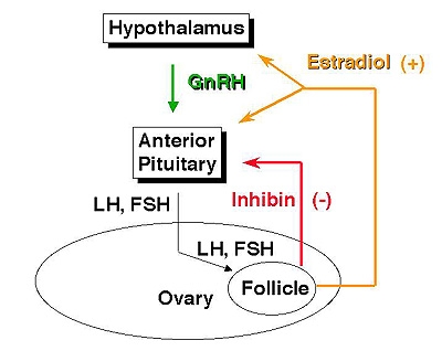 http://www.ansci.wisc.edu/jjp1/ansci_repro/lec/lec_11_fol/follicle_feedback.jpg