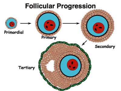http://www.ansci.wisc.edu/jjp1/ansci_repro/lec/lec_11_fol/follicle_growth_ppt.jpg