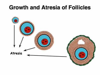 http://www.ansci.wisc.edu/jjp1/ansci_repro/lec/lec_11_fol/follicular_atresia_ppt.jpg
