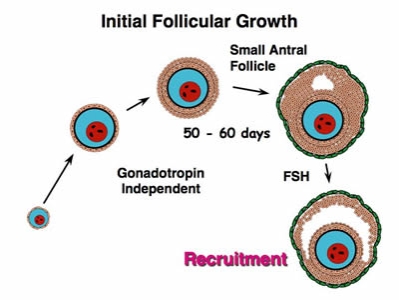http://www.ansci.wisc.edu/jjp1/ansci_repro/lec/lec_11_fol/gonadotropin_fol_growth_ppt.jpg