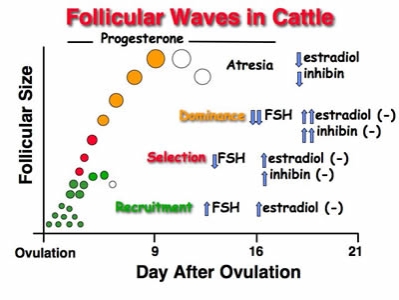 http://www.ansci.wisc.edu/jjp1/ansci_repro/lec/lec_11_fol/follicular_wave_growth_ppt.jpg