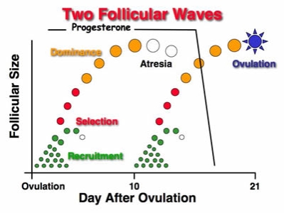 http://www.ansci.wisc.edu/jjp1/ansci_repro/lec/lec_11_fol/2_wave_ppt.jpg