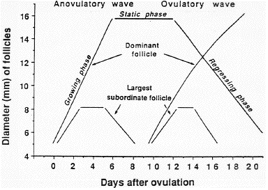 http://www.ansci.wisc.edu/jjp1/ansci_repro/lec/lec_11_fol/foll%20wave%20diag.gif