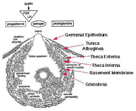 http://www.ansci.wisc.edu/jjp1/ansci_repro/lec/lec_11_fol/ovul%20follicle%20diag.gif