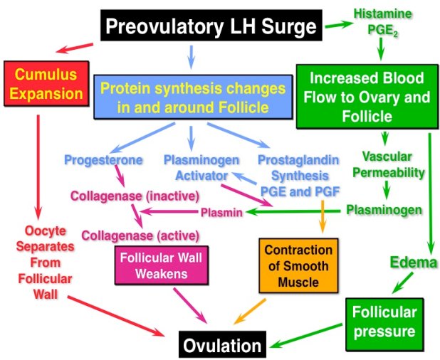 ovulation