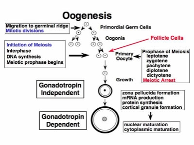 http://www.ansci.wisc.edu/jjp1/ansci_repro/lec/lec_11_fol/meiosis_resumption_ppt.jpg