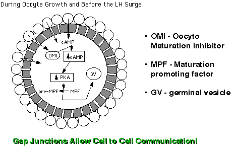 http://www.ansci.wisc.edu/jjp1/ansci_repro/lec/lec_11_fol/meiosis%20arrest.gif