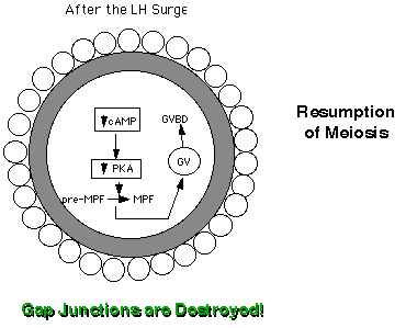 http://www.ansci.wisc.edu/jjp1/ansci_repro/lec/lec_11_fol/resume%20meiosis.gif