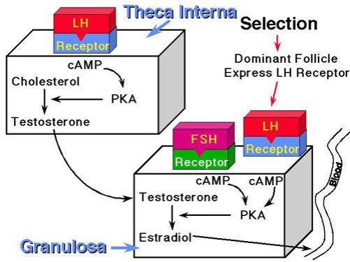 http://www.ansci.wisc.edu/jjp1/ansci_repro/lec/lec_11_fol/2cell_2gonad(s).jpg